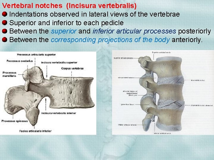 Vertebral notches (Incisura vertebralis) Indentations observed in lateral views of the vertebrae Superior and