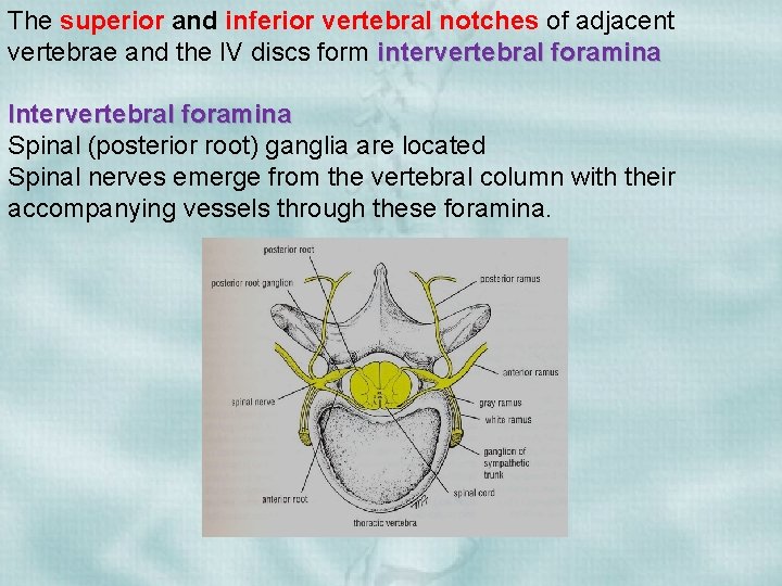 The superior and inferior vertebral notches of adjacent vertebrae and the IV discs form