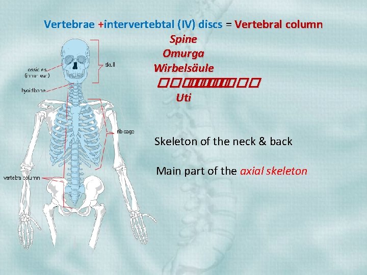 Vertebrae +intervertebtal (IV) discs = Vertebral column Spine Omurga Wirbelsäule ������ Uti Skeleton of