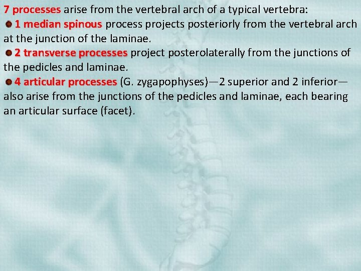 7 processes arise from the vertebral arch of a typical vertebra: 1 median spinous