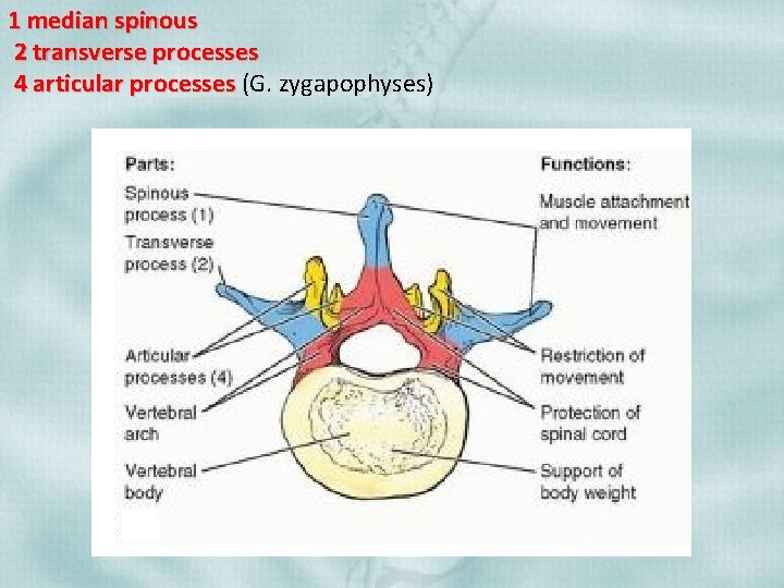 1 median spinous 2 transverse processes 4 articular processes (G. zygapophyses) 