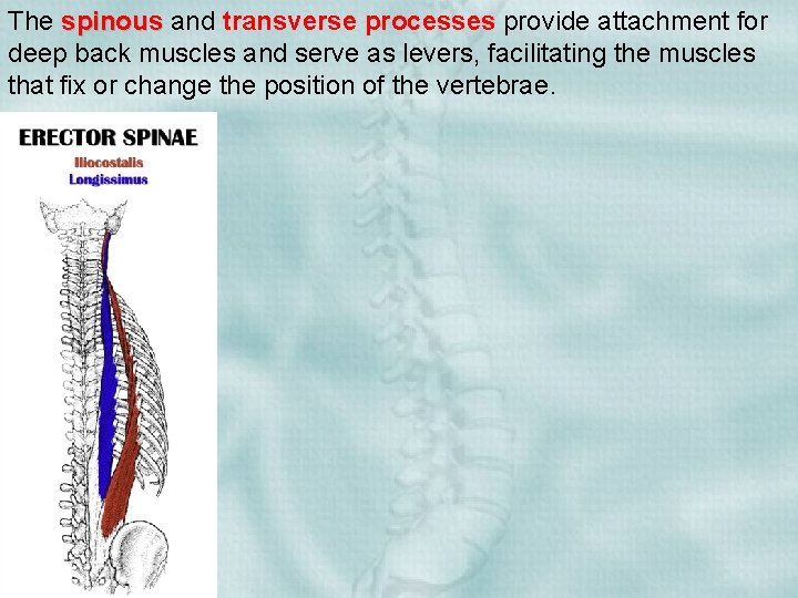 The spinous and transverse processes provide attachment for deep back muscles and serve as