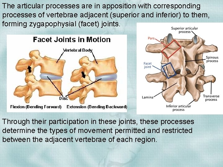 The articular processes are in apposition with corresponding processes of vertebrae adjacent (superior and