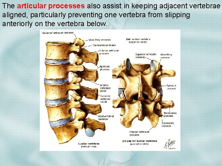 The articular processes also assist in keeping adjacent vertebrae aligned, particularly preventing one vertebra