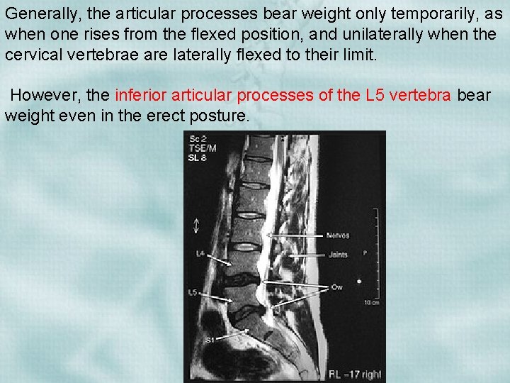 Generally, the articular processes bear weight only temporarily, as when one rises from the