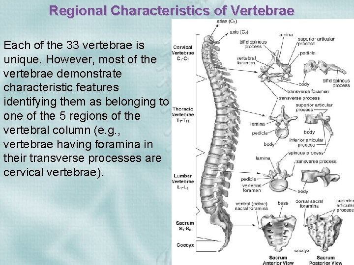 Regional Characteristics of Vertebrae Each of the 33 vertebrae is unique. However, most of