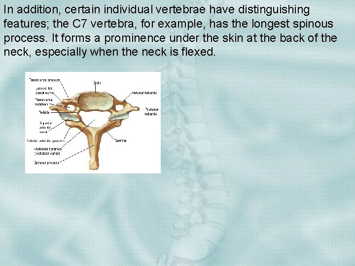 In addition, certain individual vertebrae have distinguishing features; the C 7 vertebra, for example,
