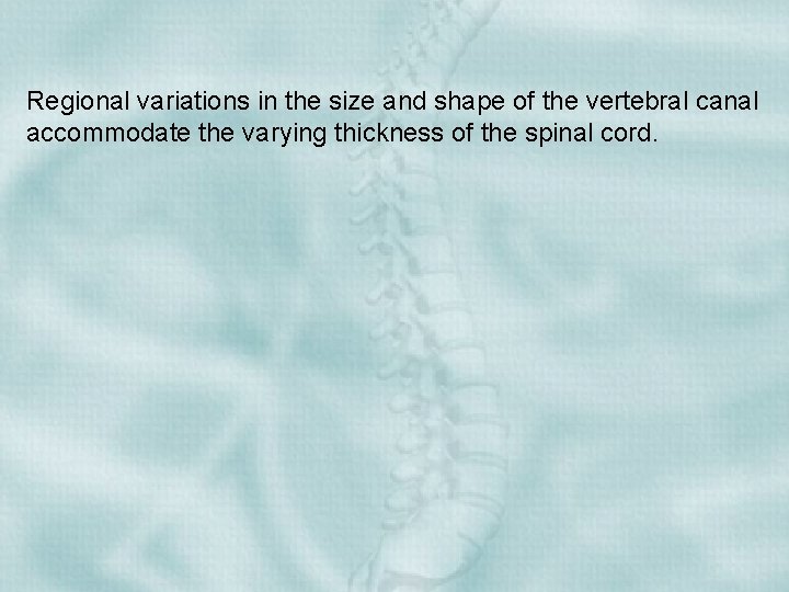 Regional variations in the size and shape of the vertebral canal accommodate the varying