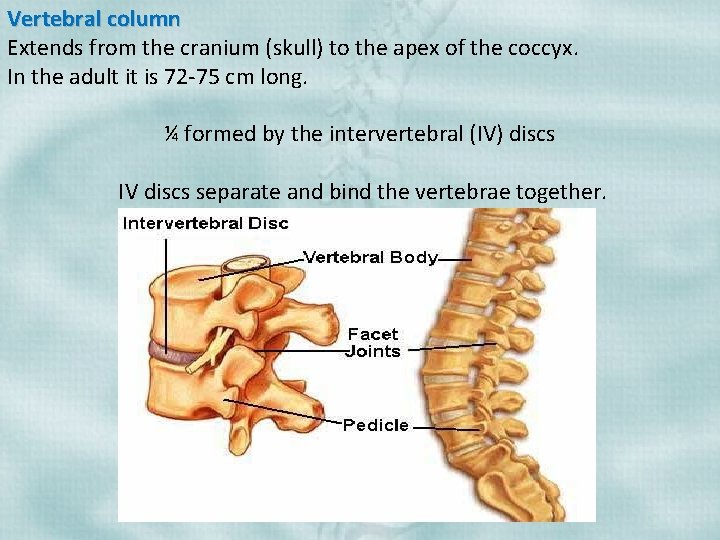 Vertebral column Extends from the cranium (skull) to the apex of the coccyx. In