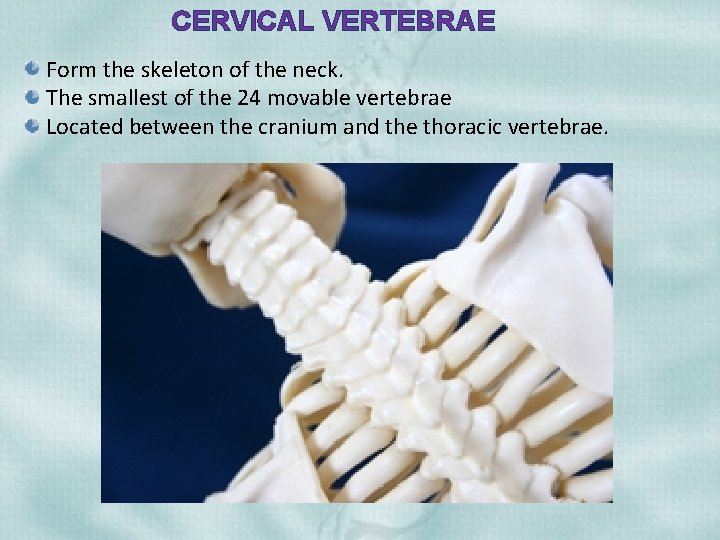 CERVICAL VERTEBRAE Form the skeleton of the neck. The smallest of the 24 movable