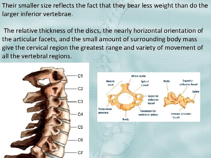 Their smaller size reflects the fact that they bear less weight than do the