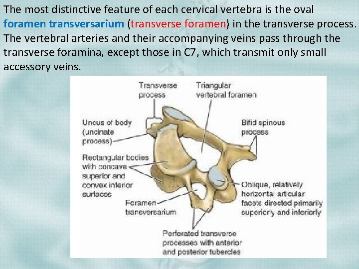 The most distinctive feature of each cervical vertebra is the oval foramen transversarium (transverse