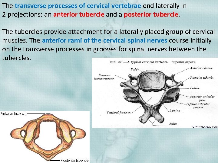 The transverse processes of cervical vertebrae end laterally in 2 projections: an anterior tubercle