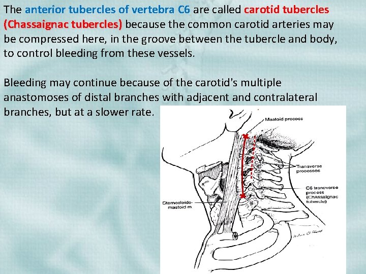 The anterior tubercles of vertebra C 6 are called carotid tubercles (Chassaignac tubercles) because