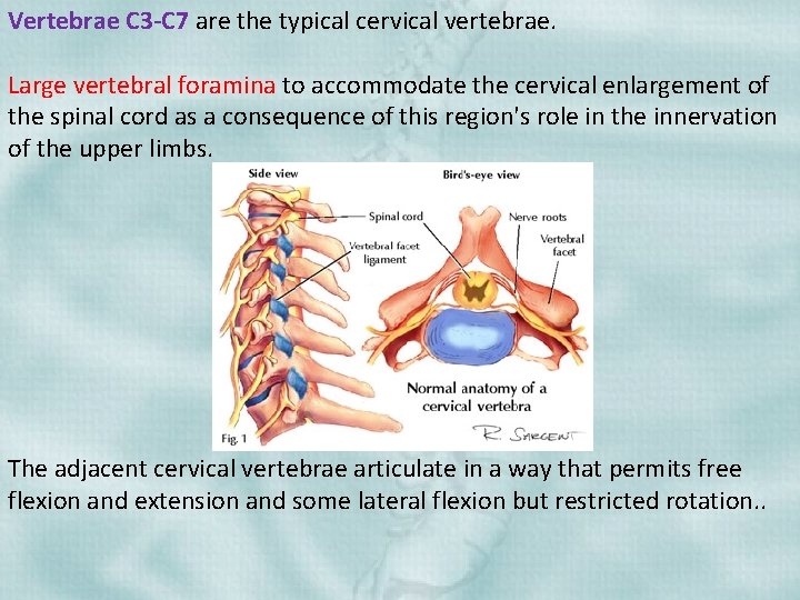 Vertebrae C 3 -C 7 are the typical cervical vertebrae. Large vertebral foramina to