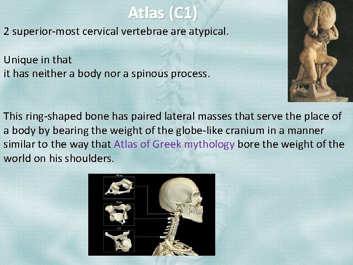 Atlas (C 1) 2 superior-most cervical vertebrae are atypical. Unique in that it has