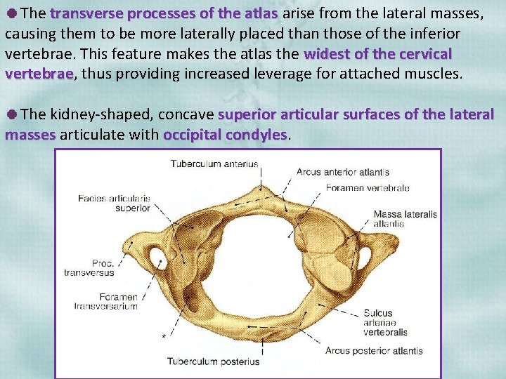 The transverse processes of the atlas arise from the lateral masses, causing them to