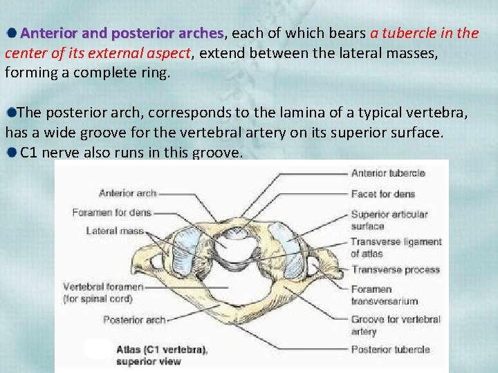 Anterior and posterior arches, arches each of which bears a tubercle in the center