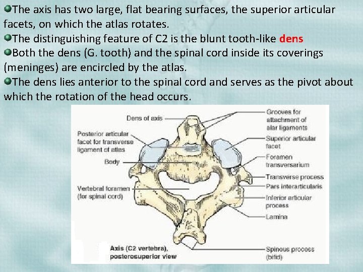 The axis has two large, flat bearing surfaces, the superior articular facets, on which