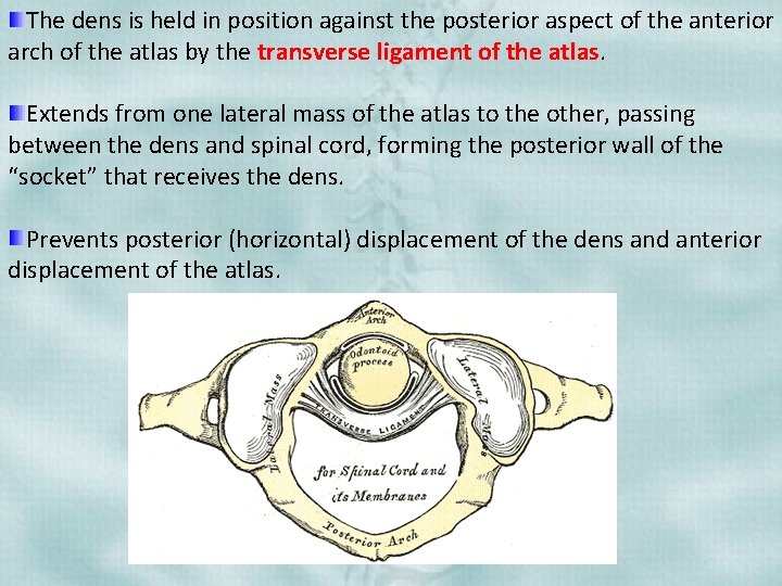 The dens is held in position against the posterior aspect of the anterior arch