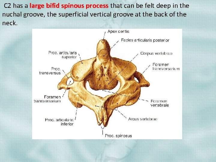 C 2 has a large bifid spinous process that can be felt deep in