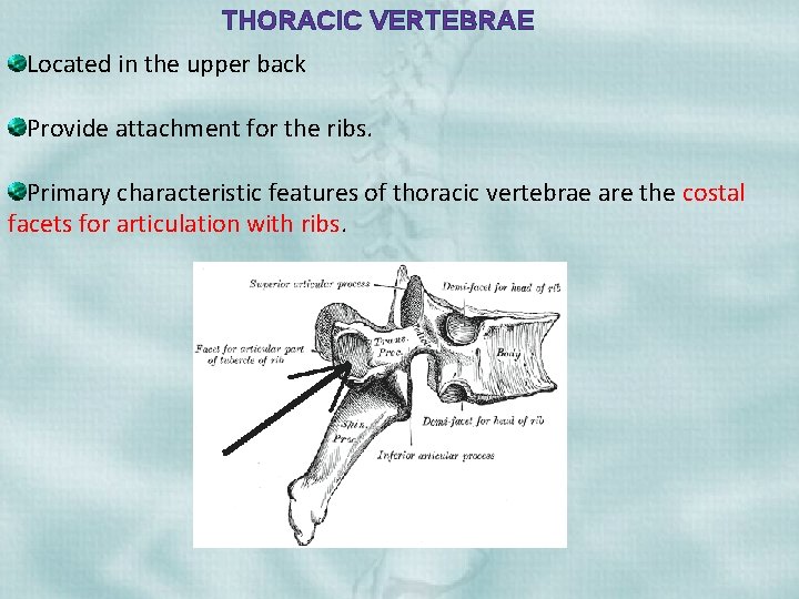 THORACIC VERTEBRAE Located in the upper back Provide attachment for the ribs. Primary characteristic