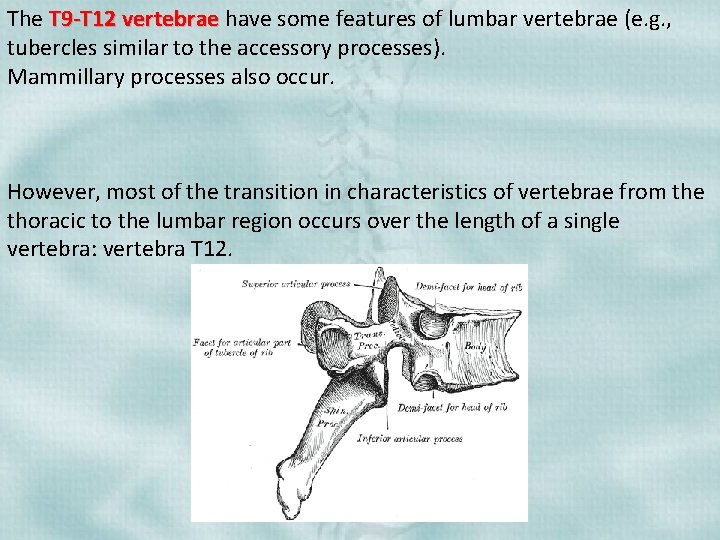 The T 9 -T 12 vertebrae have some features of lumbar vertebrae (e. g.