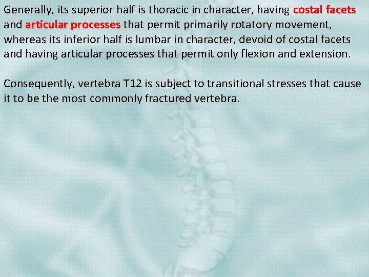 Generally, its superior half is thoracic in character, having costal facets and articular processes