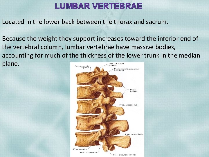 LUMBAR VERTEBRAE Located in the lower back between the thorax and sacrum. Because the