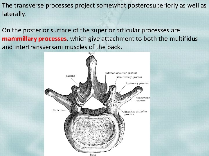 The transverse processes project somewhat posterosuperiorly as well as laterally. On the posterior surface