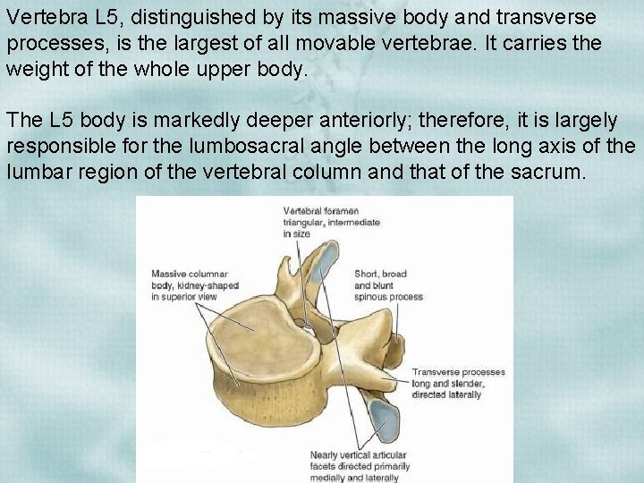 Vertebra L 5, distinguished by its massive body and transverse processes, is the largest