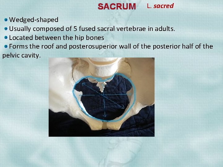 SACRUM L. sacred Wedged-shaped Usually composed of 5 fused sacral vertebrae in adults. Located