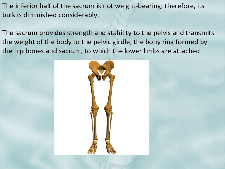 The inferior half of the sacrum is not weight-bearing; therefore, its bulk is diminished