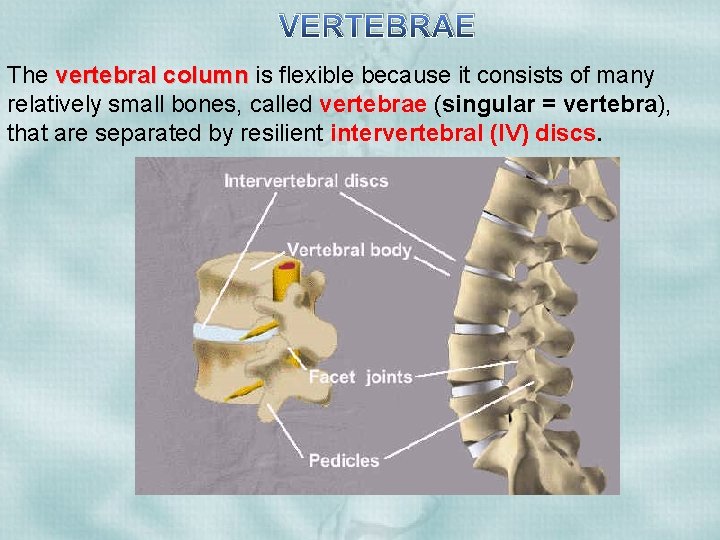 VERTEBRAE The vertebral column is flexible because it consists of many relatively small bones,