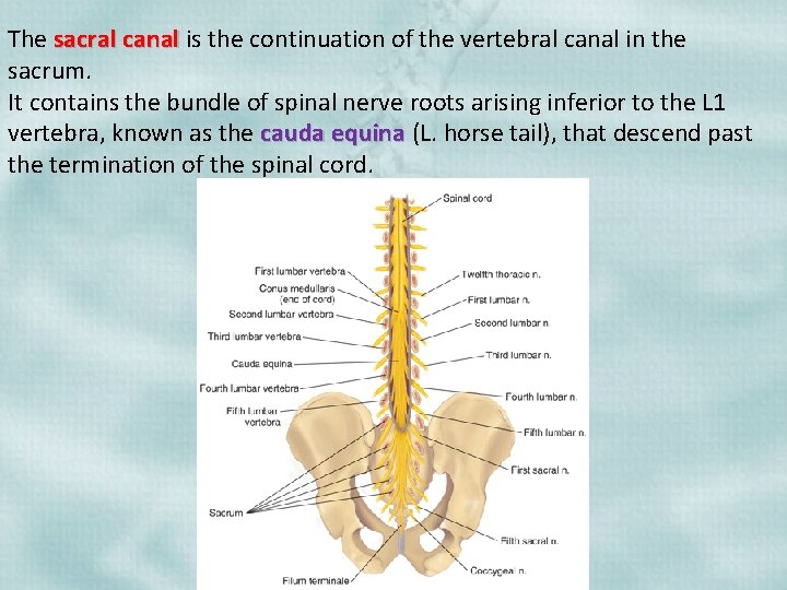 The sacral canal is the continuation of the vertebral canal in the sacrum. It