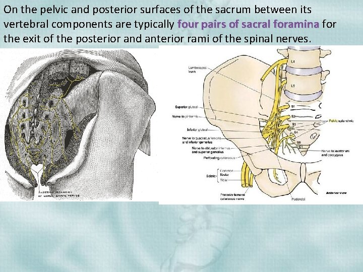 On the pelvic and posterior surfaces of the sacrum between its vertebral components are