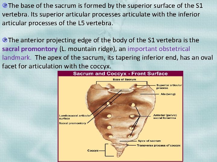 The base of the sacrum is formed by the superior surface of the S