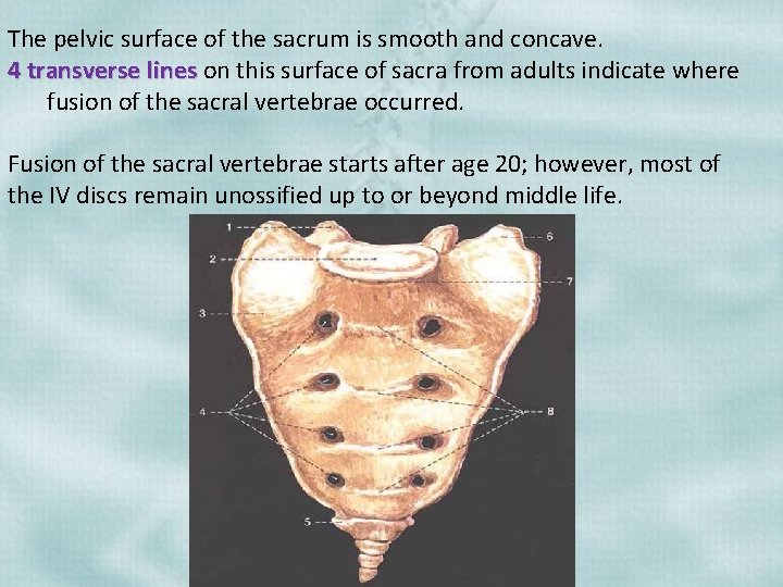 The pelvic surface of the sacrum is smooth and concave. 4 transverse lines on