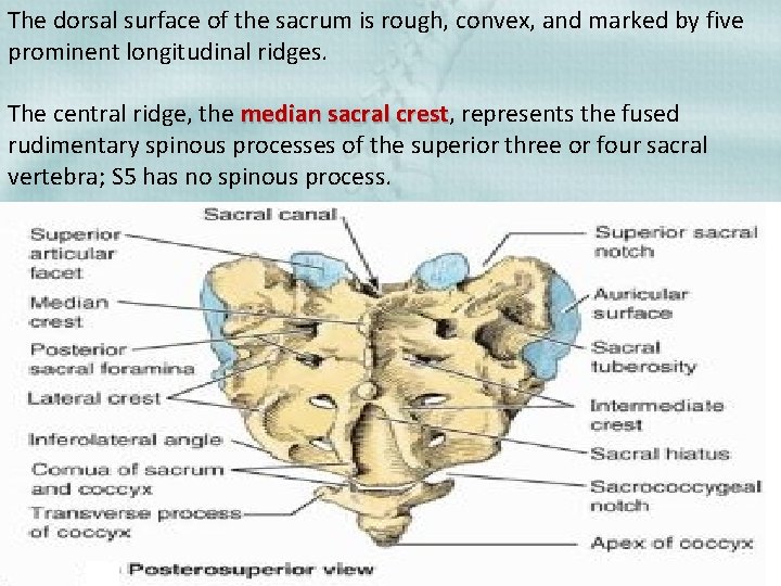 The dorsal surface of the sacrum is rough, convex, and marked by five prominent