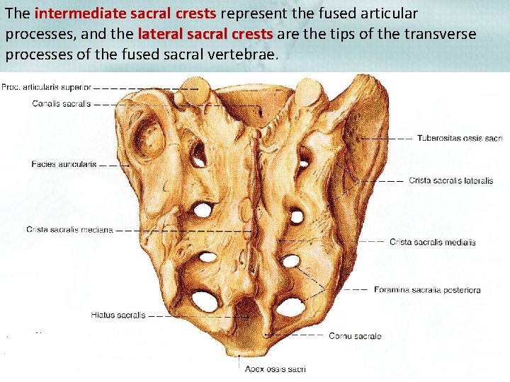 The intermediate sacral crests represent the fused articular processes, and the lateral sacral crests