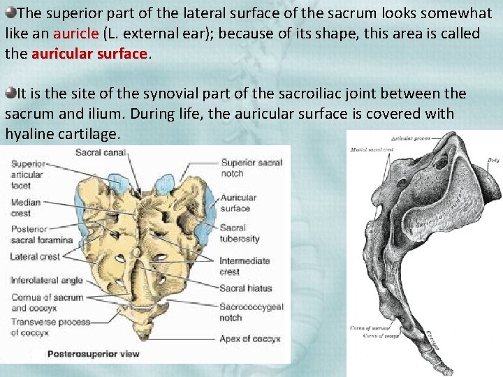 The superior part of the lateral surface of the sacrum looks somewhat like an