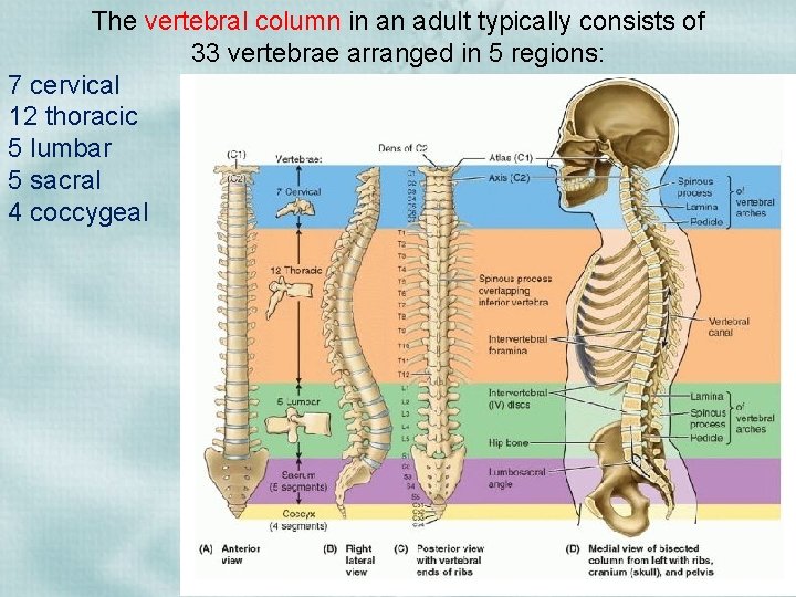 The vertebral column in an adult typically consists of 33 vertebrae arranged in 5