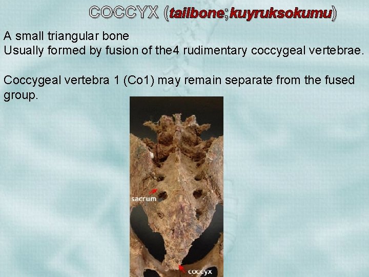 COCCYX (tailbone; kuyruksokumu) A small triangular bone Usually formed by fusion of the 4