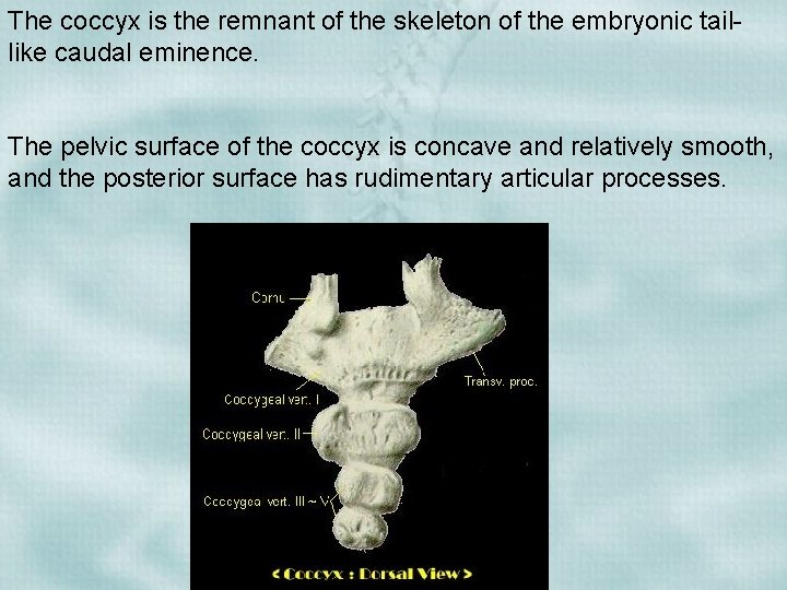 The coccyx is the remnant of the skeleton of the embryonic taillike caudal eminence.