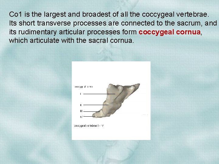 Co 1 is the largest and broadest of all the coccygeal vertebrae. Its short