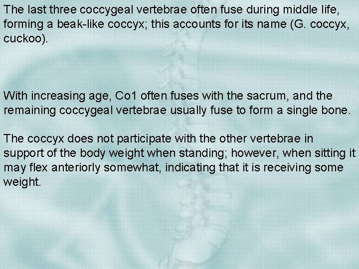 The last three coccygeal vertebrae often fuse during middle life, forming a beak-like coccyx;