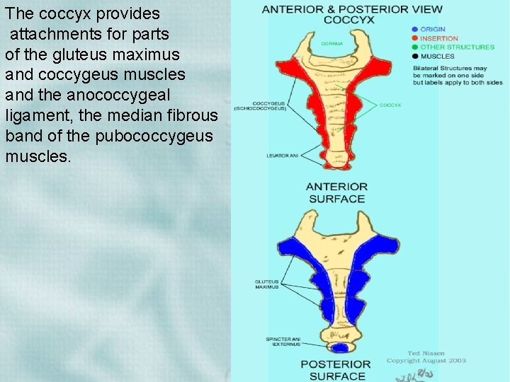 The coccyx provides attachments for parts of the gluteus maximus and coccygeus muscles and