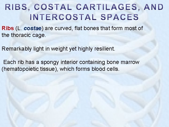 Ribs (L. costae) costae are curved, flat bones that form most of the thoracic