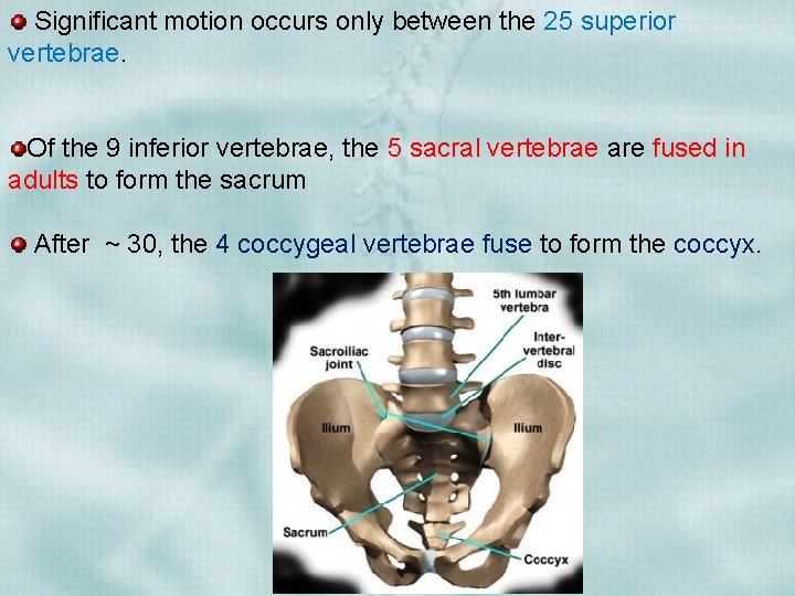 Significant motion occurs only between the 25 superior vertebrae. Of the 9 inferior vertebrae,