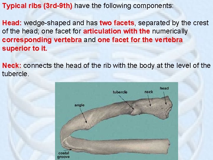 Typical ribs (3 rd-9 th) have the following components: Head: wedge-shaped and has two
